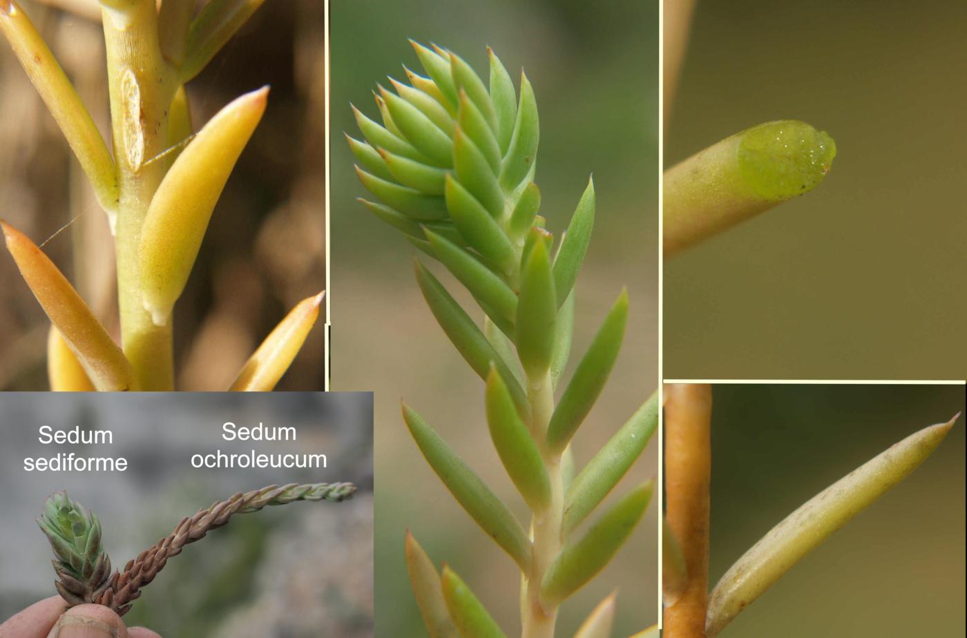 Stonecrop, Pale leaf